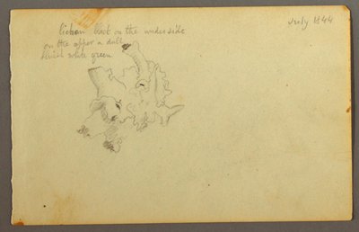 绘画，地衣，1844 年 作者 弗雷德里克·埃德温·丘奇