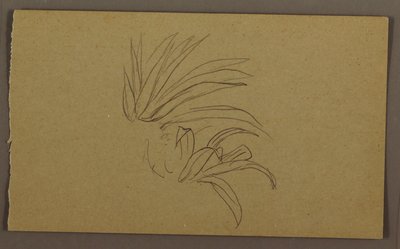 素描，百合植物，1865 年 作者 弗雷德里克·埃德温·丘奇