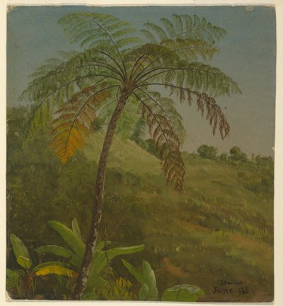 绘画，棕榈树，牙买加，1865 年 6 月 作者 弗雷德里克·埃德温·丘奇