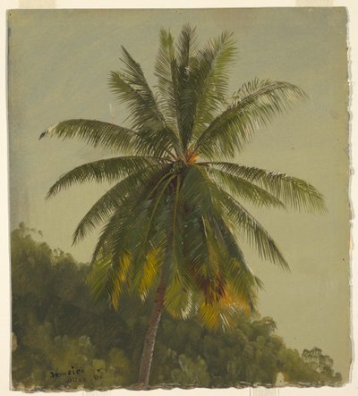 绘画，棕榈树，西印度群岛，1865 年 6 月，1865 年 作者 弗雷德里克·埃德温·丘奇
