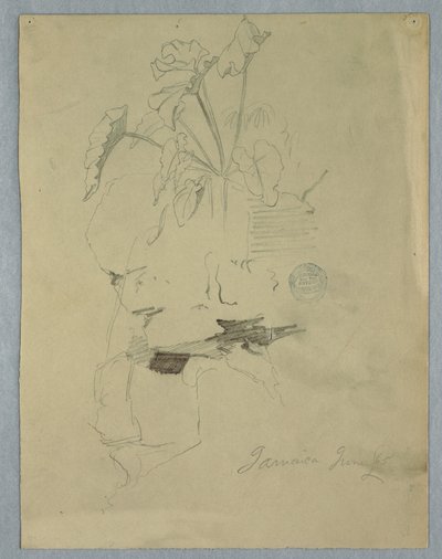 图画，生长在岩石上方的菲洛德林[]，牙买加，1865 年 6 月 作者 弗雷德里克·埃德温·丘奇