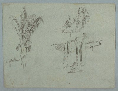 绘画，《哥伦比亚马格达莱纳河植物研究》，1853 年，可能是 5 月 作者 弗雷德里克·埃德温·丘奇