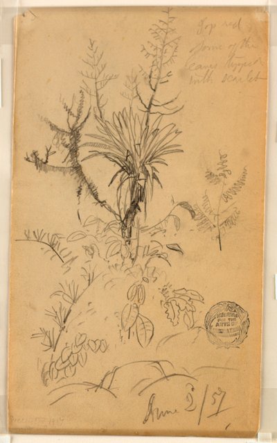 素描，植物和树木研究，1857 年 6 月 2 日 作者 弗雷德里克·埃德温·丘奇