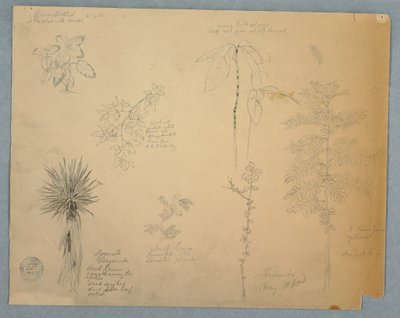 素描，西班牙刺刀与一棵树以及其他五种植物研究，牙买加，1865 年 5 月 作者 弗雷德里克·埃德温·丘奇