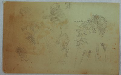 素描，《树梢和竹子研究》，牙买加，1865 年 8 月 作者 弗雷德里克·埃德温·丘奇