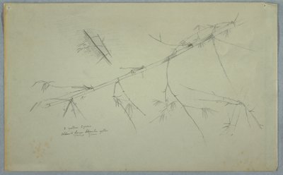 素描，竹子研究，牙买加，1865 年 5 月至 8 月 作者 弗雷德里克·埃德温·丘奇