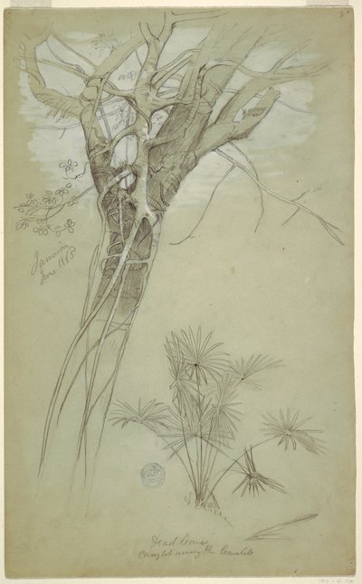 素描，《树干、寄生藤和棕榈植物研究》，牙买加，1865 年 6 月 作者 弗雷德里克·埃德温·丘奇
