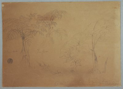 素描，《两棵树和三种植物的研究》，厄瓜多尔乔尔杰附近，1857 年 7 月 23 日 作者 弗雷德里克·埃德温·丘奇