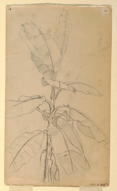 素描，长叶植物研究，1857 年 5 月和 6 月 作者 弗雷德里克·埃德温·丘奇