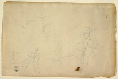 绘画，《荆棘和蒺藜》，1844 年 7 月 作者 弗雷德里克·埃德温·丘奇