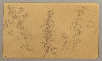 素描，三种植物研究，1865 年 10 月 作者 弗雷德里克·埃德温·丘奇