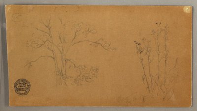 绘画，树木和植物，埃利坎佩，1856 年 9 月 作者 弗雷德里克·埃德温·丘奇
