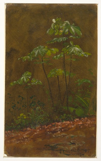 绘画，"小号树"，1865 年 5 月 作者 弗雷德里克·埃德温·丘奇