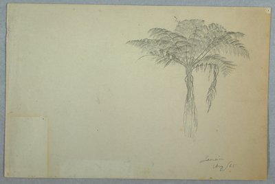 蕨类植物研究，牙买加 作者 弗雷德里克·埃德温·丘奇