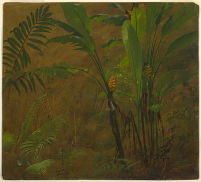蕨类植物和野生车前草，牙买加 作者 弗雷德里克·埃德温·丘奇
