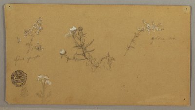开花植物 作者 弗雷德里克·埃德温·丘奇