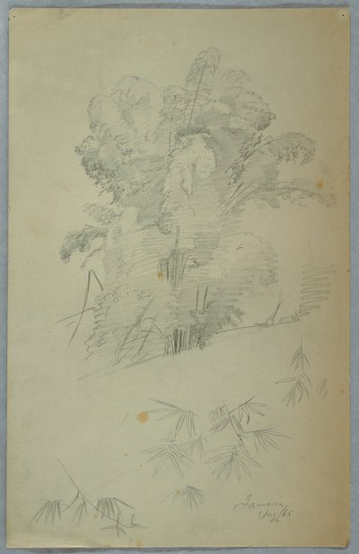对牙买加树木和枝桠的研究 作者 弗雷德里克·埃德温·丘奇
