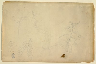荆棘和蒺藜 作者 弗雷德里克·埃德温·丘奇