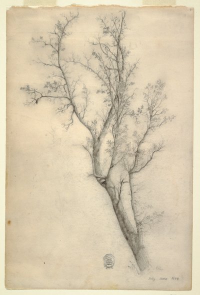 枝繁叶茂的树 作者 弗雷德里克·埃德温·丘奇