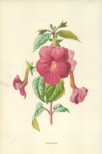Achimenes 作者 Frederick Edward Hulme