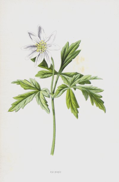 银莲花（chromolitho） 作者 弗雷德里克·爱德华·赫尔姆