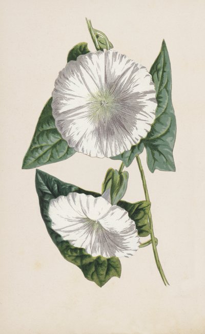 旋花（chromolitho） 作者 Frederick Edward Hulme
