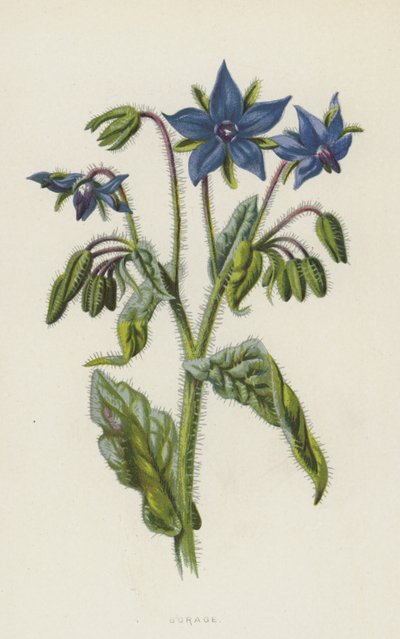 琉璃苣（chromolitho） 作者 弗雷德里克·爱德华·赫尔姆