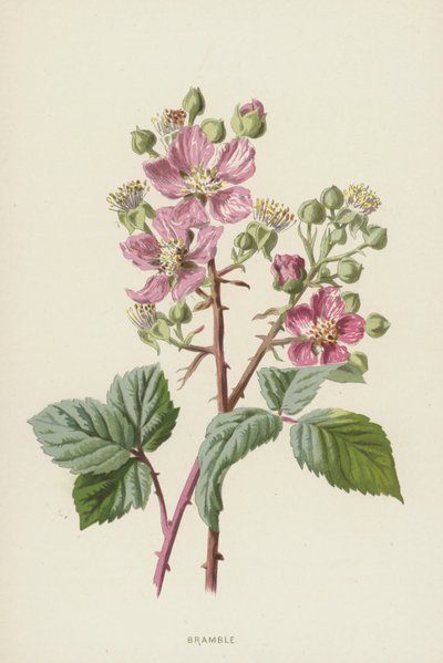 Bramble（chromolitho） 作者 弗雷德里克·爱德华·赫尔姆