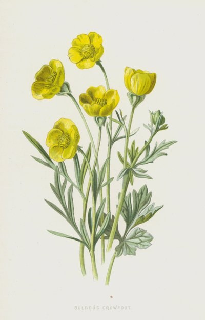 Bulbous Crowfoot（chromolitho） 作者 弗雷德里克·爱德华·赫尔姆