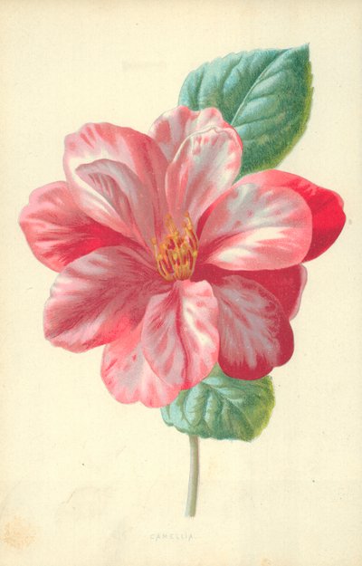 茶花 作者 弗雷德里克·爱德华·赫尔姆