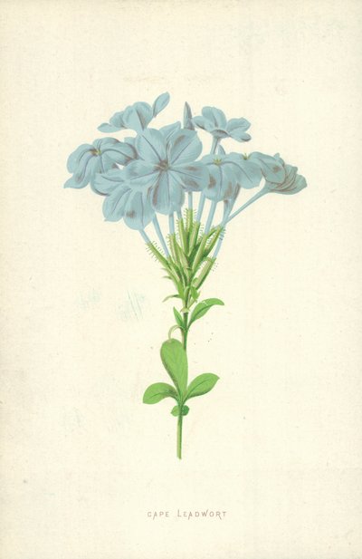 Cape Leadwort 作者 弗雷德里克·爱德华·赫尔姆