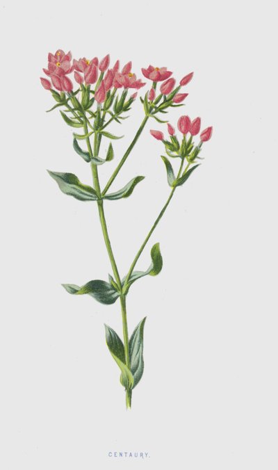 Centaury（chromolitho） 作者 弗雷德里克·爱德华·赫尔姆