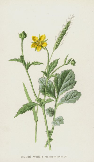 Common Avens和Meadow-Barley（chromolitho） 作者 弗雷德里克·爱德华·赫尔姆