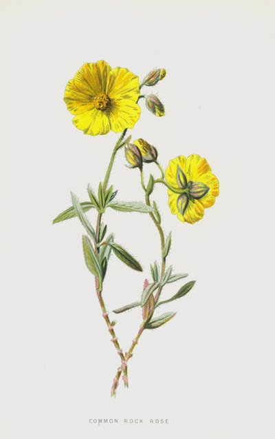普通岩石玫瑰（chromolitho） 作者 弗雷德里克·爱德华·赫尔姆