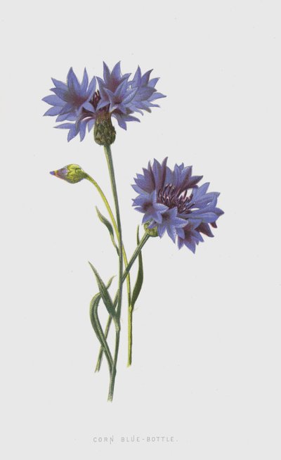 玉米蓝瓶（chromolitho） 作者 弗雷德里克·爱德华·赫尔姆