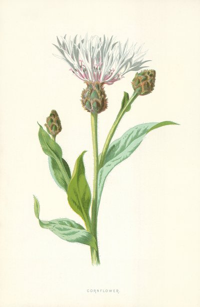 矢车菊 作者 Frederick Edward Hulme