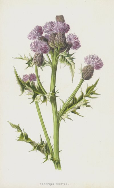 匍匐蓟（chromolitho） 作者 弗雷德里克·爱德华·赫尔姆
