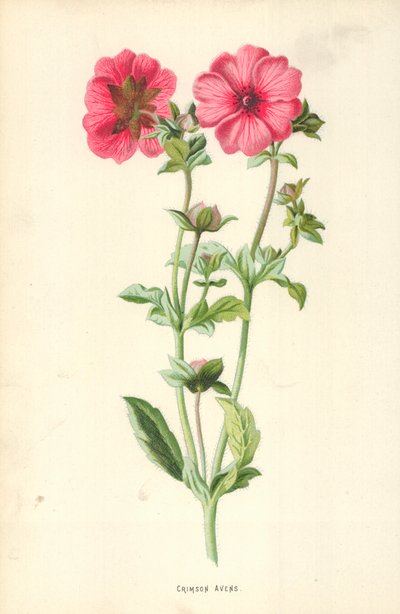 Crimson Avens 作者 弗雷德里克·爱德华·赫尔姆