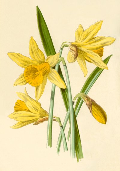 水仙花，1877年。 作者 Frederick Edward Hulme