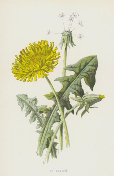 蒲公英（chromolitho） 作者 弗雷德里克·爱德华·赫尔姆