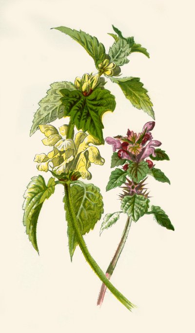 荨麻-红色和白色，1877年。 作者 弗雷德里克·爱德华·赫尔姆