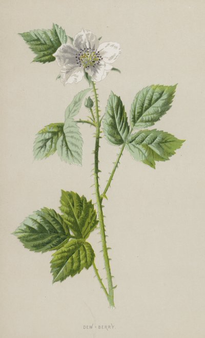 Dew-Berry（chromolitho） 作者 弗雷德里克·爱德华·赫尔姆