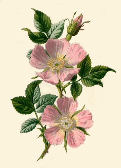 Dog-Rose，1877年。 作者 弗雷德里克·爱德华·赫尔姆