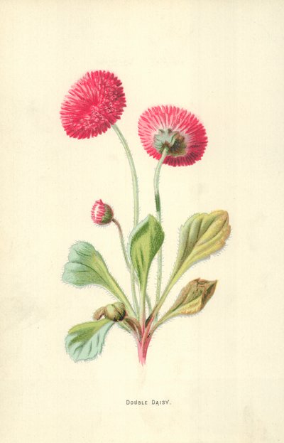 双雏菊 作者 弗雷德里克·爱德华·赫尔姆