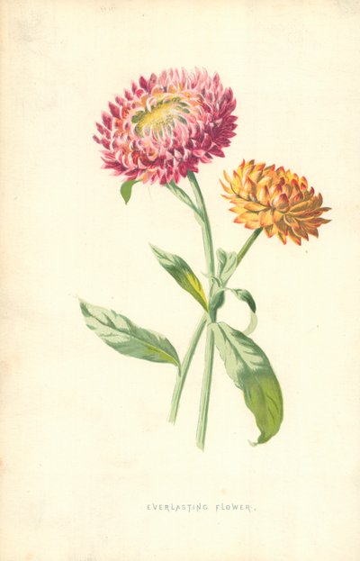 永恒的花 作者 Frederick Edward Hulme