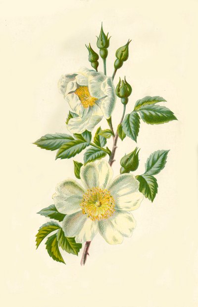 菲尔·罗斯（Field Rose），1877年。 作者 Frederick Edward Hulme