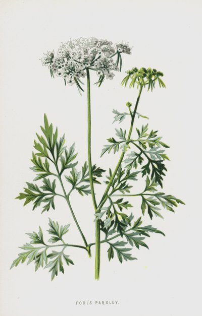 傻瓜欧芹（chromolitho） 作者 弗雷德里克·爱德华·赫尔姆