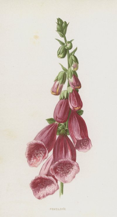 毛地黄（chromolitho） 作者 弗雷德里克·爱德华·赫尔姆
