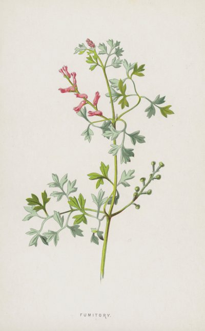 Fumitory（chromolitho） 作者 弗雷德里克·爱德华·赫尔姆