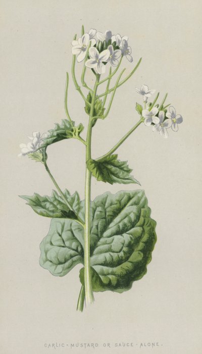 大蒜芥末或酱油（chromolitho） 作者 弗雷德里克·爱德华·赫尔姆